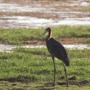 Goliath Heron