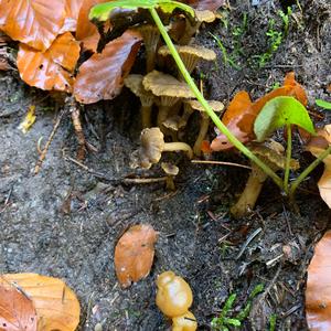 Trumpet Chanterelle