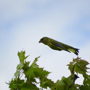 European Greenfinch