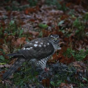 Eurasian Sparrowhawk