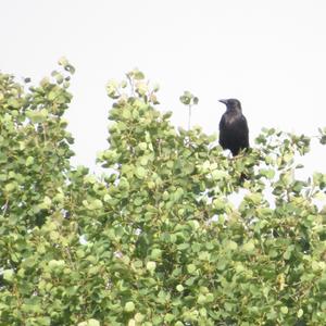 Common Raven