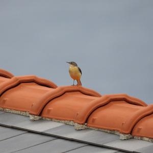 Grey Wagtail