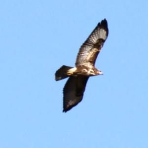 Common Buzzard