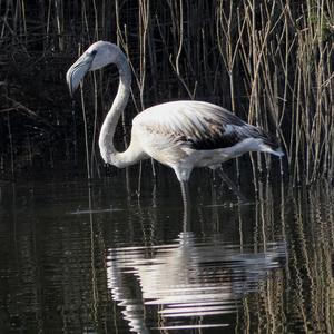 Greater Flamingo