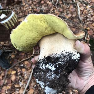 Summer Bolete