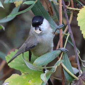 Marsh Tit