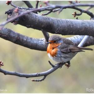 European Robin