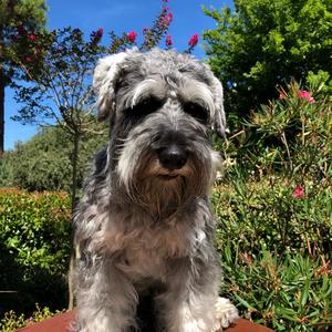 Miniature Schnauzer