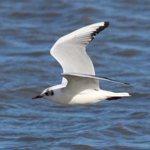 Black-headed Gull