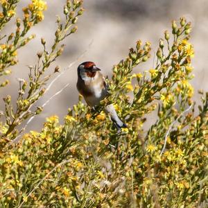 European Goldfinch