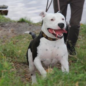 American Staffordshire Terrier