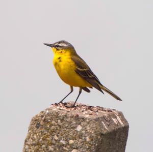 Yellow Wagtail