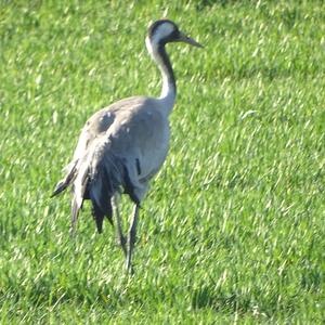 Common Crane