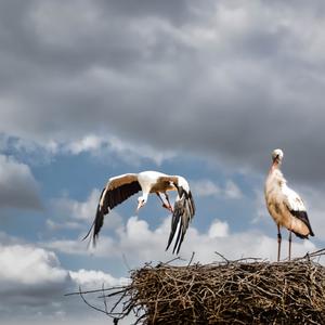 White Stork