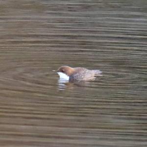 White-throated Dipper