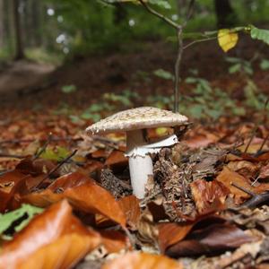 Gemmed Amanita