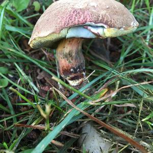 Yellow-cracked Bolete