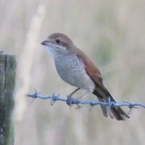 Red-backed Shrike