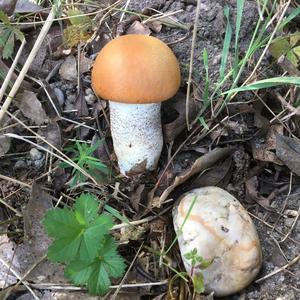 Orange Birch Bolete