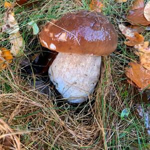 King Bolete