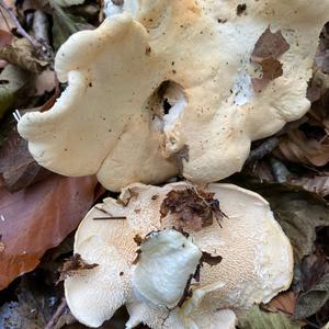 Hedgehog Fungus, Common