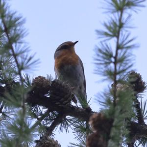 European Robin