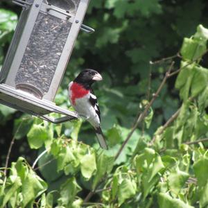 Rose-breasted Grosbeak