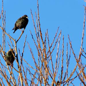 Common Starling