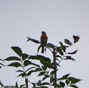 European Robin