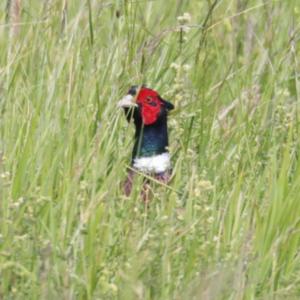 Common Pheasant