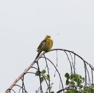 Yellowhammer