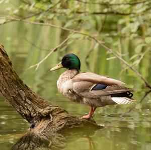 Mallard