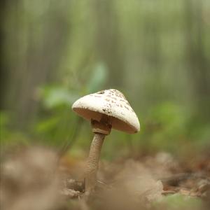 Parasol Mushroom