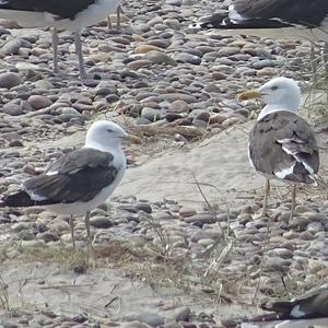 Lesser Black-backed Gull