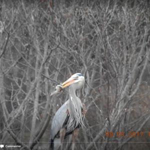 Great Blue Heron