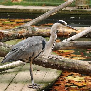 Grey Heron