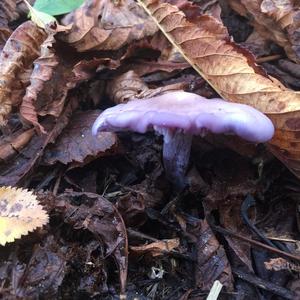 Amethyst Deceiver