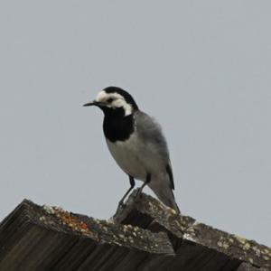 White Wagtail