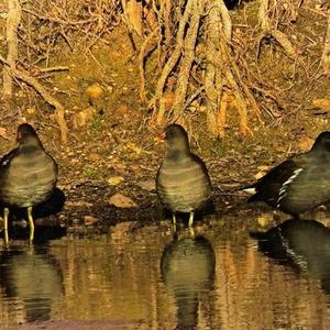 Common Moorhen