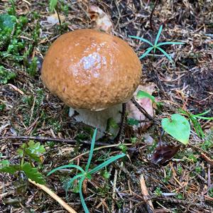 Summer Bolete