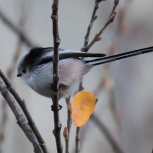 Long-tailed Tit