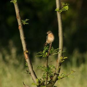 European stonechat