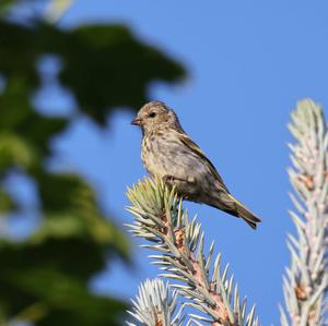 Eurasian Siskin