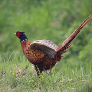 Common Pheasant