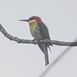 Chestnut-headed Bee-eater