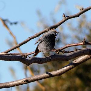 Black Redstart