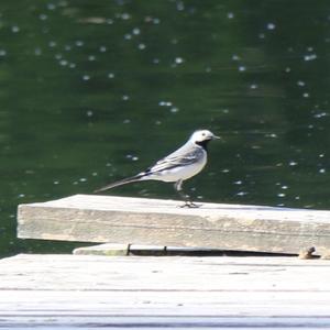 White Wagtail