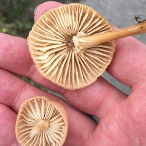 Fairy Ring Mushroom