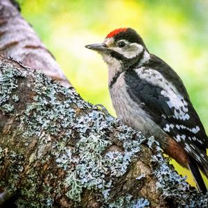 Great Spotted Woodpecker