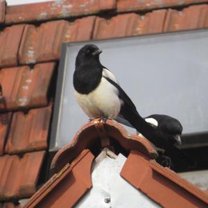 Black-billed Magpie